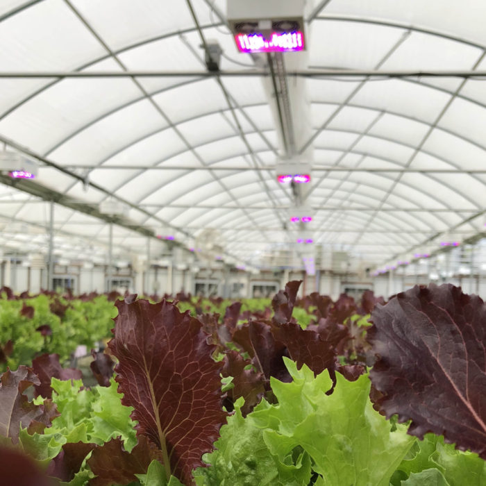Energy rebates + efficient technology helps indoor farming make sense –  Seinergy